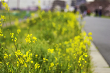 菜の花