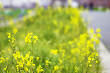 菜の花