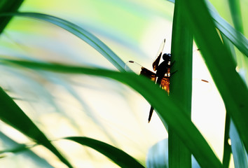dragonfly