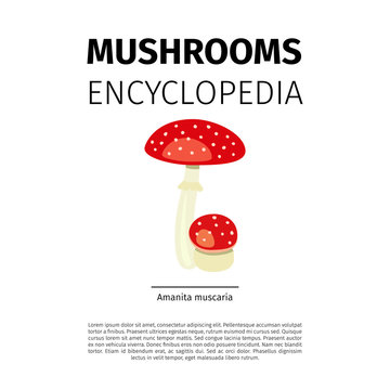Mushrooms Encyclopedia vector design. Amanita muscaria fungi illustration on white background