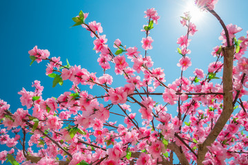 Spring Blooming Japanese Sakura flower summer travel season - Pink flower Almond Blossoms With Sunlight blue Sky.