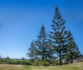 Whangamata beach, New Zealand.