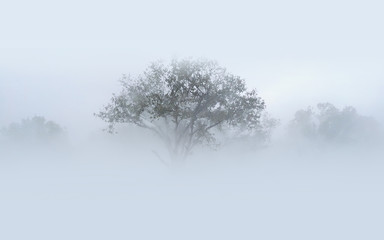 Heavy fog and trees