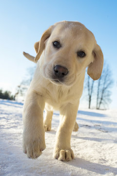 Dog High Five