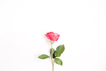 Beautiful red rose flower isolated on white background. Flat lay, top view. Mothers day or valentines day background.