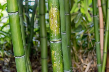 Fototapeta na wymiar bamboo close up