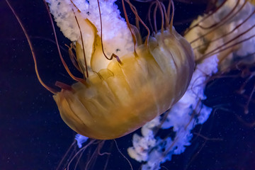 jellyfish duo