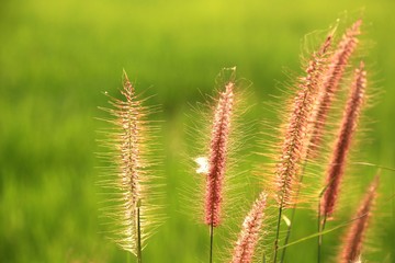 the blooming grass flowers and green backgrounds on the rice field and sun light in the morning