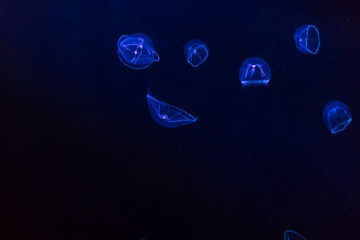 glowing jellyfish