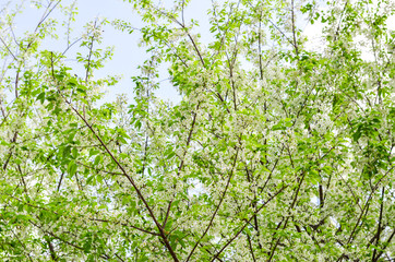 White Wild Himalayan Cherry with green leaves