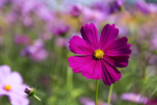 Beautiful cosmos flower garden, outdoor day light