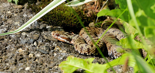 Kreuzotter ( Vipera berus )