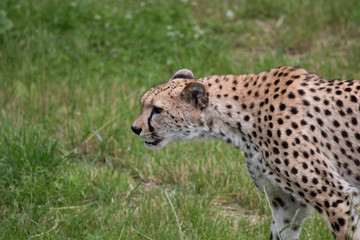 Guépard