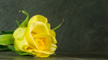 Yellow roses on slate, background