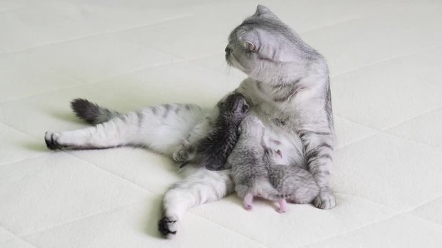 3 cute scottish fold kittens drinking milk from mother cat