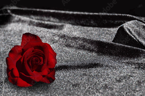 Dark Red Rose On Black Silk Velvet Black Cloth Background Black