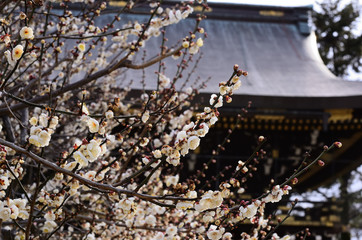 梅の花
Japanese apricot flower, Kyoto Japan