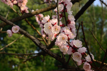 梅の花
Japanese apricot flower, Kyoto Japan