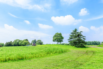 field of green grass and blue sky in summer day
