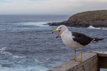 Fototapeta na wymiar Pacific black backed gull closeup portrait