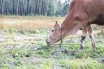 Obraz na płótnie Canvas Brown cow standing on grass field against the evening light. Cow fun
