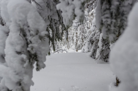 snowy forest