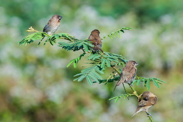 Scaly-breasted Munia (Lonchura punctulata) bird in Thailand.
