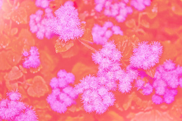 Naklejka premium daisy flower against the background of the summer landscape.