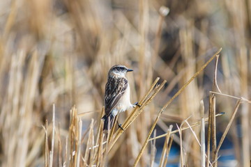 Pied Bushchat,bird in Thailand.
