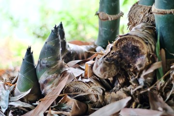 Naklejka premium Bamboo shoot