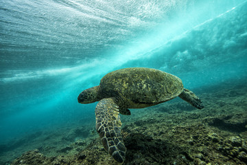 Turtle Swimming Underwater in the Ocean in Hawaii