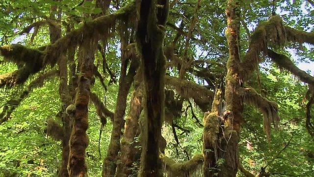 The Mable Grove inside the Hoh Rain Forest at Olympic National Park, Washington