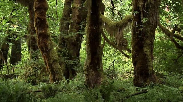 The Mable Grove inside the Hoh Rain Forest at Olympic National Park, Washington