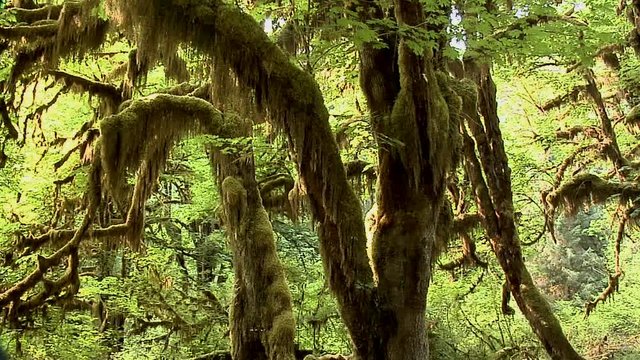 The Mable Grove inside the Hoh Rain Forest at Olympic National Park, Washington