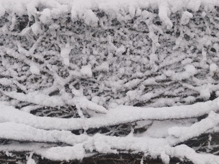 雪と蔓のテクスチャ