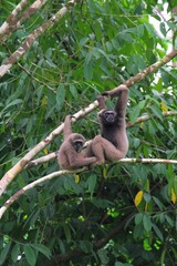 Bornean Gibbon (Hylobates muelleri) - ミューラーテナガザル