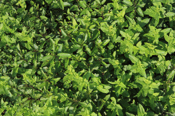 Fototapeta premium green mint texture