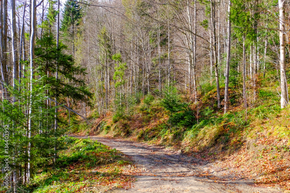 Canvas Prints Track in the wild Carpathians forest