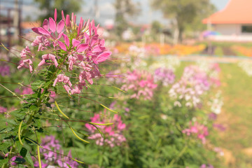 Pink flower, nature background