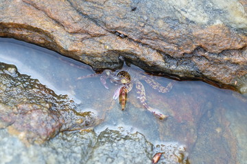 crab