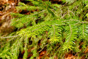 Fir tree branches, closeup