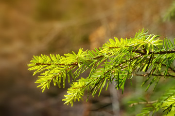 Fir tree branches, closeup