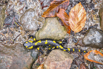 Spotted Salamander on ground in autumn forest