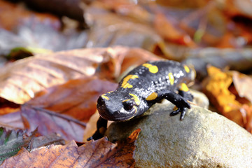 Spotted Salamander on ground, closeup