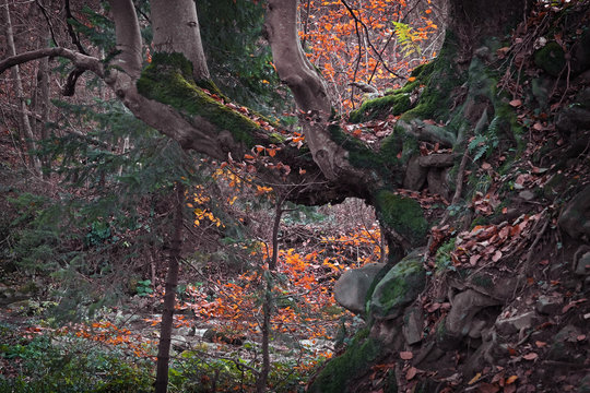 Tree roots in autumn forest