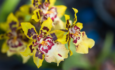 orchid hybrids.