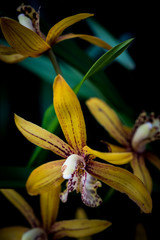 Fototapeta premium orchid hybrids.