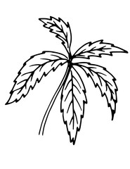 Plant leaves. Hand drawing and computer processing