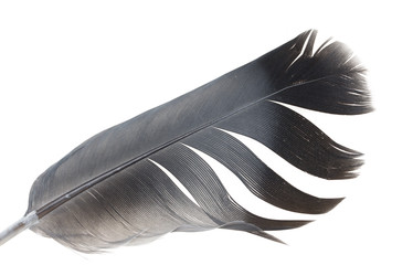 black and white feather on a white background
