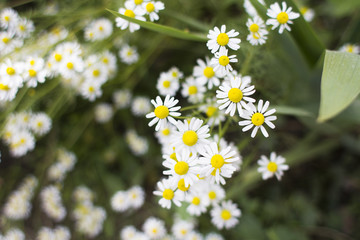 Daisies